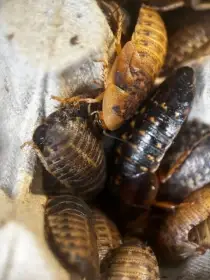 Blaptica dubia (šváb argentinský)
