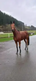 6ti letá klisna po Nayef(USA) z Girl Westminster (IRE)