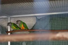 Chovný pár papoušků senegalských