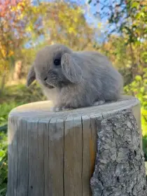 Minilop zakrslý beránek
