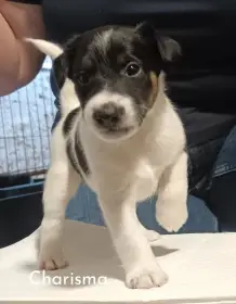 Foxteriér hladkosrstý-štěňata fenky