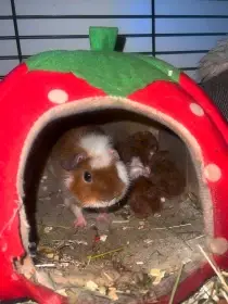 Matka mláďátek