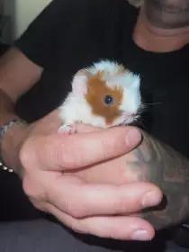 Teddy morčátka