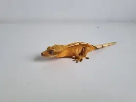 Pagekon řasnatý