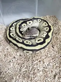 Krajta královská Mojave Pastel het Clown 66% het Hypo