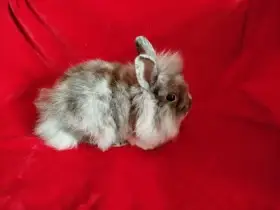 Nabízím zakrslé králíčky- teddy-stáří 2,5 měsíce