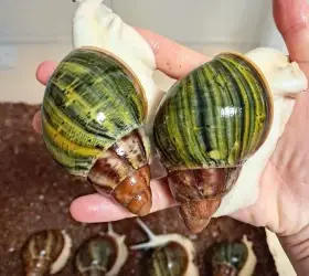 Archachatina Purpurea Ghana F2 albino body - africký šnek