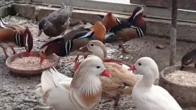 Kachnička mandarinská