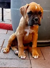 Nemecký boxer, šteniatka