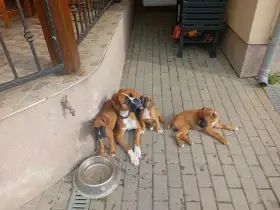 Šteniatka typu nemeckého boxera