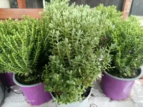 Hebe Veronica a Vernicosa