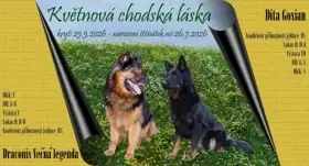 Chodský pes - přijímám poptávky na štěňata