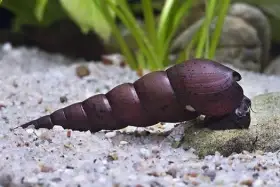 Faunus ater - Ďáblův roh