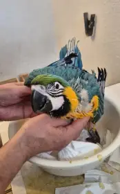 Ara Ararauna