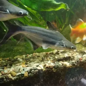 Pangas siamský - Pangasius sutchi (sumeček žraločí) 15 cm - 2 cm