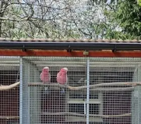 Kakadu růžový pár