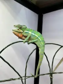 Chameleoni pardálí (Ambilobe) - k odběru ihned 