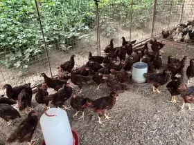 Kuřata rodajlenka červená prodej