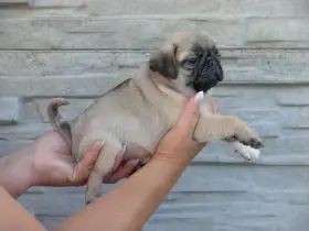 Mops - Štěňátka