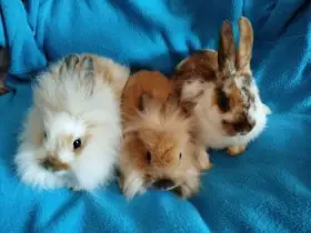 Nabízím zakrslé králíčky-Lvíčci a hladký