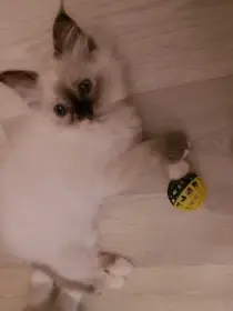 Posvátná birma koťátka