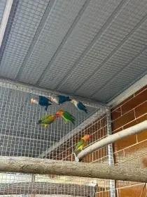 Prodám agapornis Fischerovi