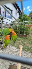 Agapornis fishery
