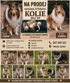 Kolie dlouhosrstá