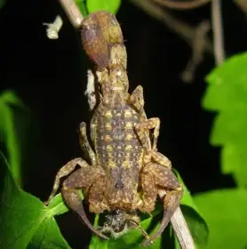 0.0.6 Tityus guane (2sv.)