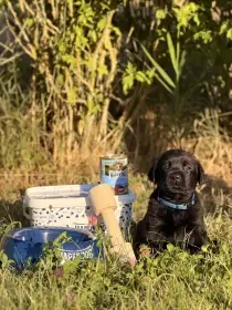 Štěňátka labradorského retrievera s PP