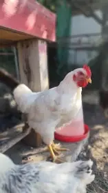 Maruška