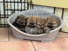 Pomeranian