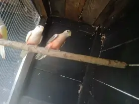 Prodám letošní Mníšky, bourky, Rozely lutino