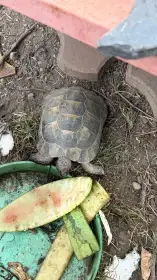 Želva žlutohnědá (Testudo graeca) – 2 samice, 3 samci s CITES