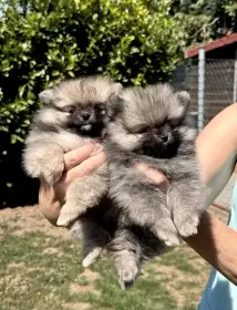Německý špic trpasličí (Pomeranian)