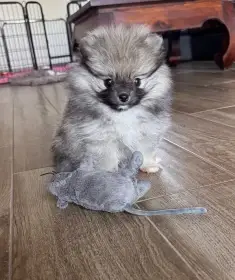 Fenka
