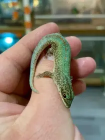 Phelsuma Robertmertensi
