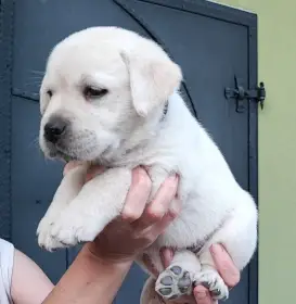 Žlutá štěňata Labradorského retrívra s PP
