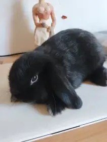 Prodám samečka zakrslého beránka minilopa