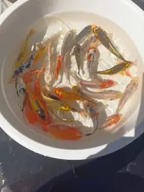 Koi kapr