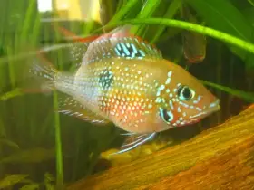 Kančík Elliotův-mladé ryby 4-5 cm odchov