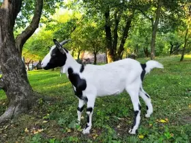 Roční podílová AN po dobré dojnici