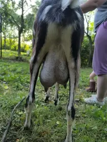 Vypité vemínko matky