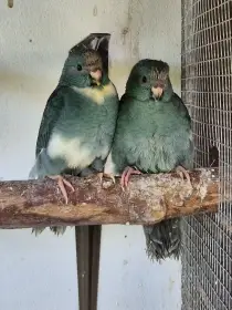 Kakariky