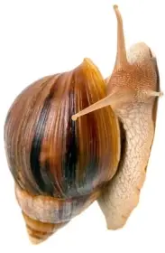 Lissachatina immaculata