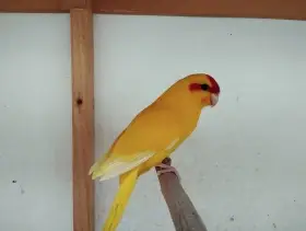 Prodám letošní Kakariki