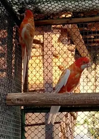 Prodám Penant Albino Oranž