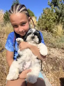 Shih-tzu fenka s PP
