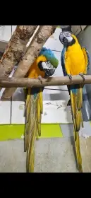 Ara araruna par