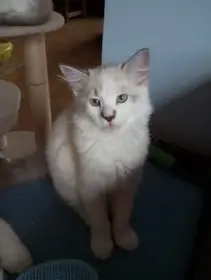 kočička